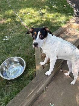 Allie - A litter -  Hound Dog for Adoption in Horn Lake, Mississippi - Allie - A Litter | PetCurious