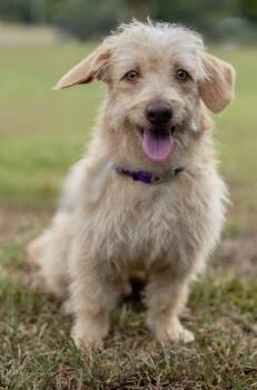 Hitson Adorable Poodle/Dachshund 7 Months Old -  Poodle and Dachshund Dog for Adoption in Charlottesville, Virginia - Hitson Adorable Poodle/Dachshund 7 Months Old | PetCurious