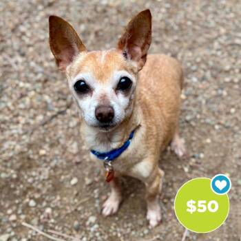 Mixed Breed and Chihuahua Dogs Available for Adoption in Glenwood Springs, Colorado - Rainbow | PetCurious