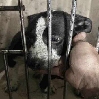 Polo -  Mixed Breed Dog for Adoption in Indianapolis, Indiana - Polo | PetCurious