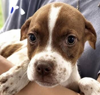 Alfie -  Pointer Dog for Adoption in Copiague, New York - Alfie | PetCurious