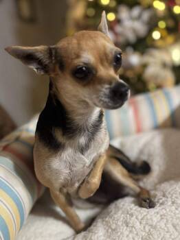 Chihuahua Dogs Available for Adoption - Rose | PetCurious