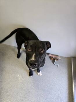 Rescue Mixed Breed Dogs for Adoption in Wellington, Kansas - Treble | PetCurious