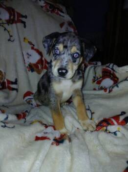 MATILDA -  Catahoula Leopard Dog Dog for Adoption in Chicopee, Massachusetts - MATILDA | PetCurious