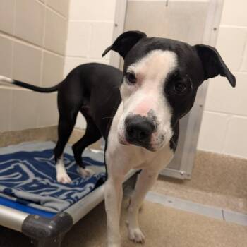 Louisiana -  Pit Bull Terrier and Mixed Breed Dog for Adoption in League City, Texas - Louisiana | PetCurious