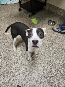 Pit Bull Terrier and Mixed Breed Dogs Available for Adoption in Westland, Michigan - Billie | PetCurious