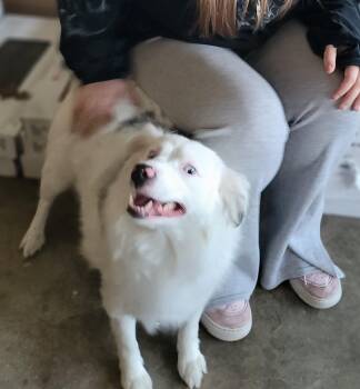 Australian Shepherd Dogs Available for Adoption - Tiga | PetCurious