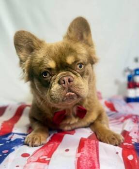 Roast Beef -  French Bulldog Dog for Adoption in New Stanton, Pennsylvania - Roast Beef | PetCurious