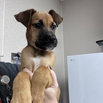 Huck Finn -  Boxer and Mixed Breed Dog for Adoption in Morganton, North Carolina - Huck Finn | PetCurious