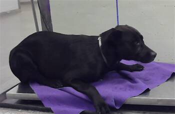 ROCKY -  Staffordshire Bull Terrier and Mixed Breed Dog for Adoption in Houston, Texas - ROCKY | PetCurious
