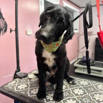 Farkle -  Standard Poodle and Black Labrador Retriever Dog for Adoption in Metamora, Michigan - Farkle | PetCurious