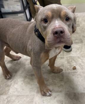 Rescue Mixed Breed Dogs for Adoption in Cincinnati, Ohio - Fuel | PetCurious