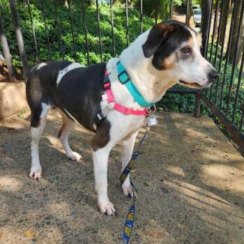 Lucille -  Treeing Walker Coonhound and Mixed Breed Dog for Adoption in Falls Church, Virginia - Lucille | PetCurious