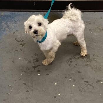 Mixed Breed Dogs Available for Adoption in Memphis, Tennessee - Anne | PetCurious