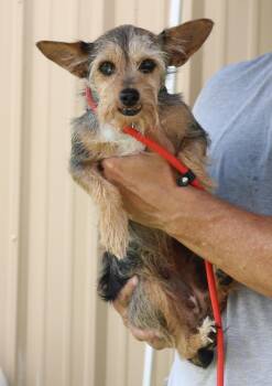 Ruby -  Miniature Schnauzer and Yorkshire Terrier Dog for Adoption in Bandera, Texas - Ruby | PetCurious