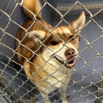 Houge -  Siberian Husky Dog for Adoption in Gadsden, Alabama - Houge | PetCurious