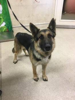 MIGO -  German Shepherd Dog Dog for Adoption in Riverside, California - MIGO | PetCurious
