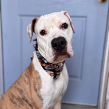 Waylon -  American Staffordshire Terrier Dog for Adoption in Martinez, California - Waylon | PetCurious