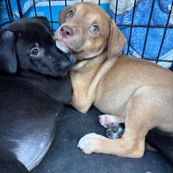 Alpha -  Chocolate Labrador Retriever Dog for Adoption in Parrish, Alabama - Alpha | PetCurious