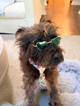 Toto -  Terrier Dog for Adoption in Laguna Beach, California - Toto | PetCurious
