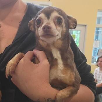 Chihuahua Dogs Available for Adoption in Lynchburg, Virginia - Ginger | PetCurious