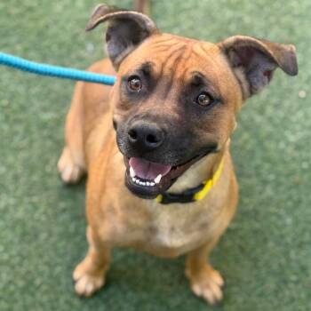 Pepper -  Mixed Breed Dog for Adoption in Asheville, North Carolina - Pepper | PetCurious