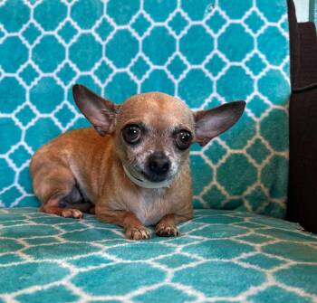 Chihuahua Dogs Available for Adoption in Pacolet, South Carolina - Chicca Mar 26 | PetCurious