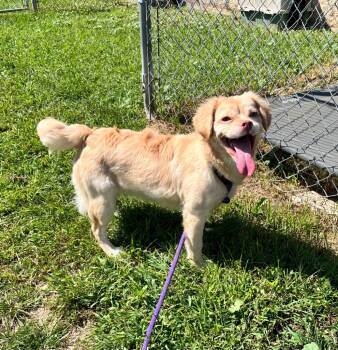 Daisy -  Cocker Spaniel and French Bulldog Dog for Adoption in Shorewood, Illinois - Daisy | PetCurious