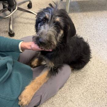 Mixed Breed Dogs Available for Adoption - Starburst | PetCurious