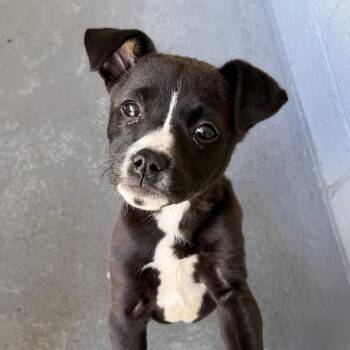 Boxer and Mixed Breed Dogs Available for Adoption in Blairsville, Georgia - Rose | PetCurious