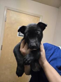 Labrador Retriever and Mixed Breed Dogs Available for Adoption in Roseville, California - Giles | PetCurious