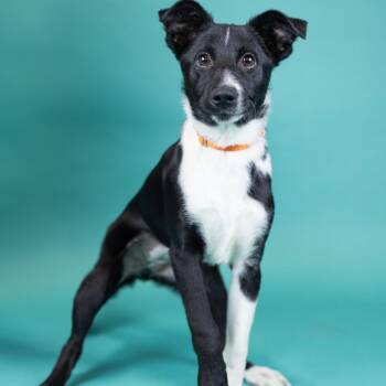 Mcnab Dogs Available for Adoption in Portland, Oregon - Georgie | PetCurious