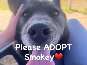 Smokey -  Akita and Husky Dog for Adoption in Romoland, California - Smokey | PetCurious