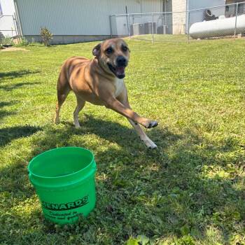 Harmony -  Labrador Retriever Dog for Adoption in Marshalltown, Iowa - Harmony | PetCurious