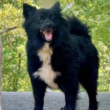 Tux -  Pomeranian Dog for Adoption in Warrior, Alabama - Tux | PetCurious