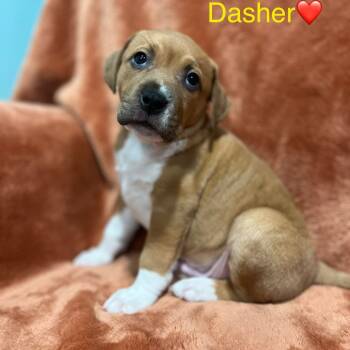 Rescue Black Mouth Cur and Mixed Breed Dogs for Adoption in Merritt Island, Florida - Dasher | PetCurious