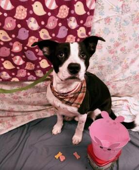 Trap -  Pit Bull Terrier Dog for Adoption in Towanda, Pennsylvania - Trap | PetCurious