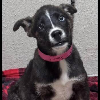 1091 (2026) Ember -  Shepherd and Mixed Breed Dog for Adoption in Parker, Colorado - 1091 (2026) Ember | PetCurious