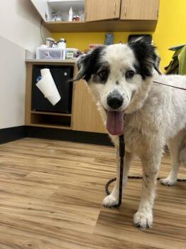 Baysie -  Mixed Breed Dog for Adoption in Raleigh, North Carolina - Baysie | PetCurious