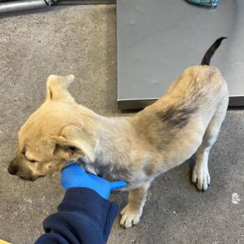 Victoria -  Mixed Breed Dog for Adoption in Las Cruces, New Mexico - Victoria | PetCurious