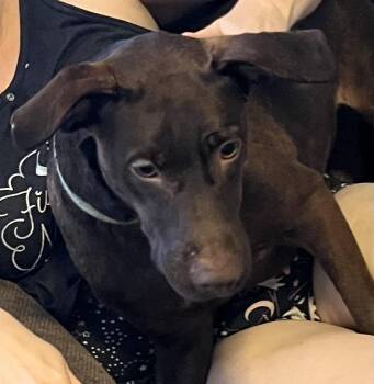 Tiabeanie -  Labrador Retriever Dog for Adoption in Cairo, Georgia - Tiabeanie | PetCurious