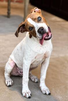 Bryan -  Terrier Dog for Adoption in Colorado Springs, Colorado - Bryan | PetCurious