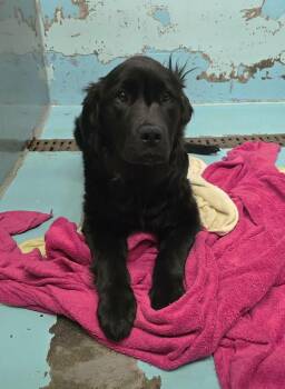 Golden Retriever Dogs Available for Adoption in Othello, Washington - Colbee | PetCurious