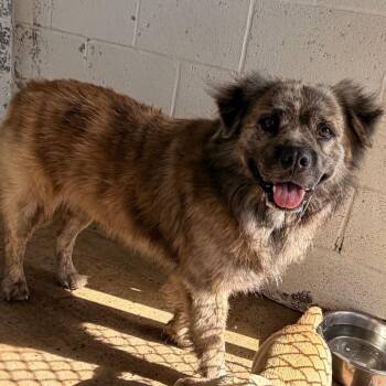 Wilson -  Shepherd and Chow Chow Dog Available for Adoption in Edinburg, Texas - Wilson | PetCurious