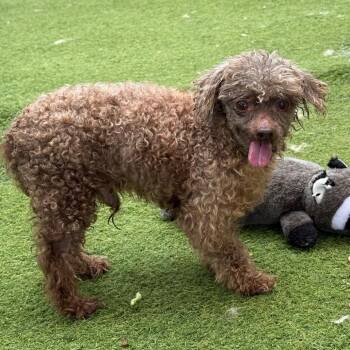 Finn 8396 -  Poodle and None Dog for Adoption in Loxahatchee Groves, Florida - Finn 8396 | PetCurious
