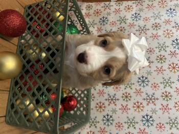 Rescue American Staffordshire Terrier Dogs for Adoption in Austintown, Ohio - Oogie Boogie | PetCurious