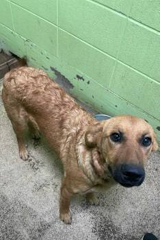 Rescue Labrador Retriever Dogs for Adoption in Fort Payne, Alabama - Bianca | PetCurious