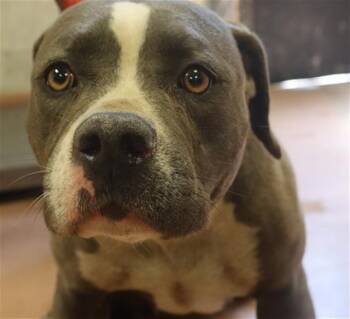 Mixed Breed Dogs Available for Adoption in Columbia, South Carolina - ABAGA | PetCurious