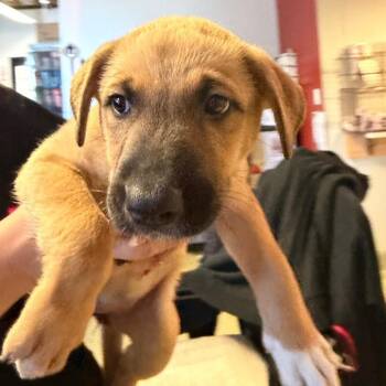 Toffie* -  Akita and Belgian Shepherd Malinois Dog for Adoption in San Gabriel, California - Toffie* | PetCurious