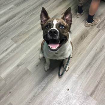 Bob -  Akita and Mixed Breed Dog for Adoption in St. Louis, Missouri - Bob | PetCurious